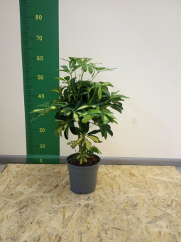 00144284