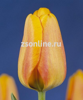 Изображение загружено обработкой по данным файла Excel