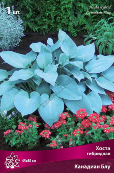 Хоста гибридная Канадиан Блу, 1 шт