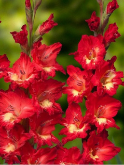 Гладиолус Дебюсси