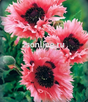 Изображение загружено обработкой по данным файла Excel