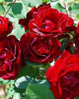 products-rose-hope-for-humanity-shrub-catalog-trees-shrubs-perennials-landscaping-countryside-garden-centre_50ecff65-00ea-4429-b745-cbf93df2db06-800x9