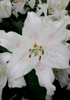 Изображение загружено обработкой по данным файла Excel