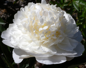 Пион молочноцветковый Мун овер Баррингтон