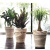 0D22JS98Z Горшок керамический VASO ALTO DUO BIANCO GRAF 2 0D22JS98Z Горшок керамический VASO ALTO DUO BIANCO GRAF 2