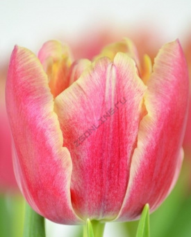 0_550x700_image_5ce680f670c03