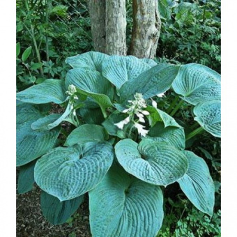 hostabluambrelaz-500x500