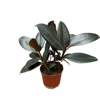 Фикус эластика 3 ств.D12см H40см