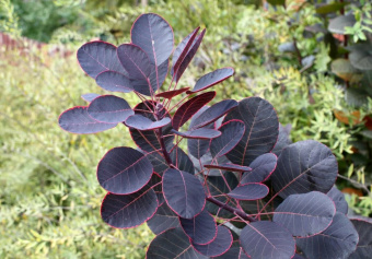 Скумпия кожевенная Роял Пурпл