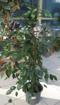 НоменклатураПрисоединенныеФайлы