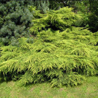 Можжевельник средний Мордиган Голд, в горшке 7,5л, 50-60 см