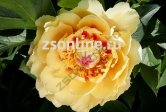 НоменклатураПрисоединенныеФайлы