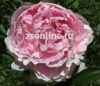 Изображение загружено обработкой по данным файла Excel