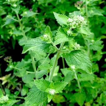 Мелисса лекарственная