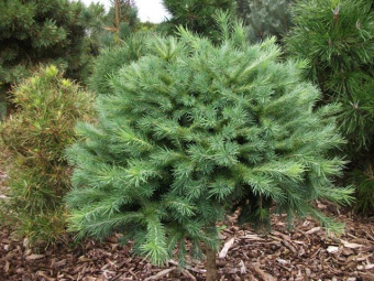 Лиственница японская Вейлен, Larix Kaempfer Wehleni, в горшке 2л, 20-25 см