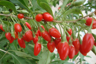 Годжи Биг Берри