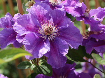 Клематис крупноцветковый Ашва