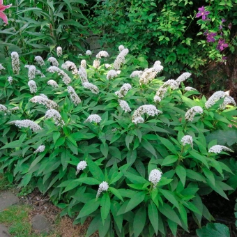 Вербейник ландешевый С3