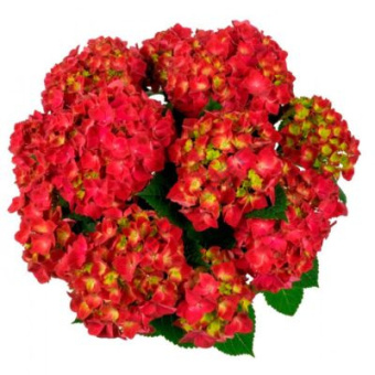 Гортензия крупнолистовая Хай Торнадо/ЦКорЛюкс