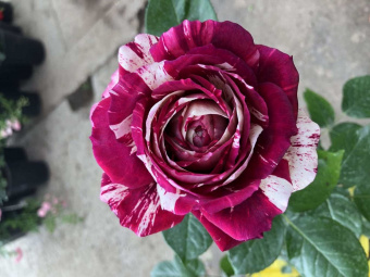 Роза Хулио Иглесиас