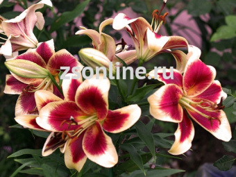 Изображение загружено обработкой по данным файла Excel