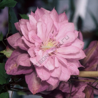 НоменклатураПрисоединенныеФайлы