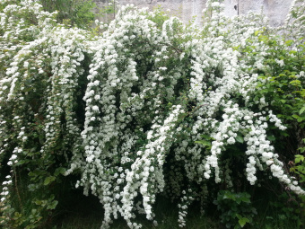 Спирея Вангутта, 2 л