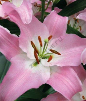 Лилия Восточная Пинк Секрет