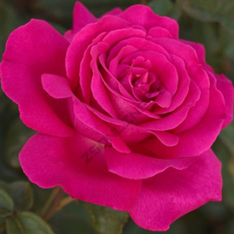 Роза чайно-гибридная Секси Парфюмелла(Веласкес)/ЦКор