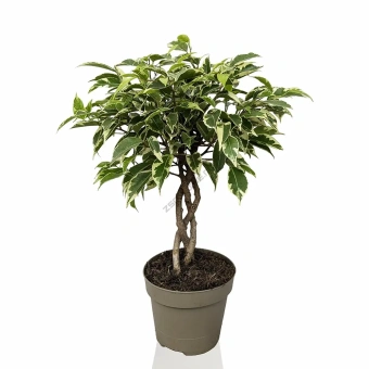 Фикус Бенджамина Лаки переплетенный 12/40