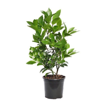 Лавр благородный D14см H40см