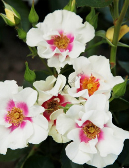 bc76c9d5_5ed9_11eb_ab3a_ac1f6be25f99_af9e436c_8c91_11eb_ab43_ac1f6be25f99.resize1