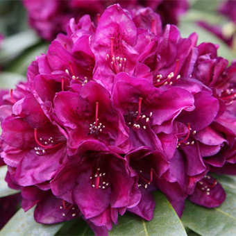 Рододендрон гибридный Поларнахт/ЦКор