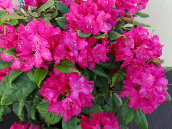 Рододендрон гибридный Хеллики