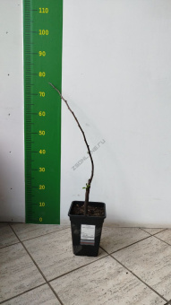 Груша в ассортименте, С 3-4 л