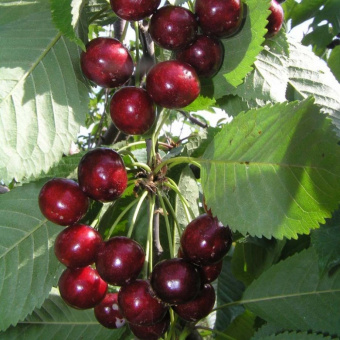 Черешня Веда