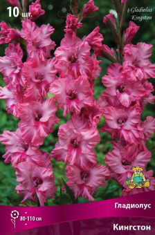 Гладиолус Кингстон 10шт