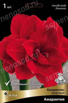 Амариллис махровый Амарантия*/К