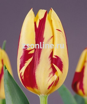 Изображение загружено обработкой по данным файла Excel