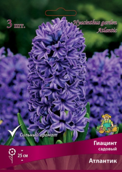Гиацинт садовый Атлантик 14-15/К 3шт