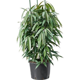 Фикус D27см H150см