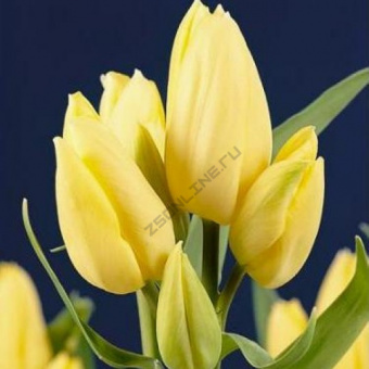 ce9472a367bfd9cccaaa70a0d9472323