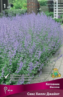 Котовник Фассена Сикс Хиллс Джайнт/К