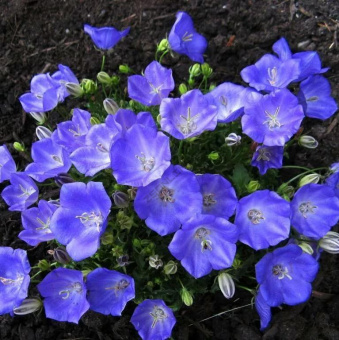 Колокольчик карпатский, Campanula carpatica Pearl Deep Blue