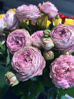 Роза Блоссом Баблс