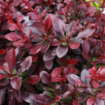 ce0e4fb62407524a818645d62dceeee1--garden-plants-color-palettes