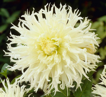 Георгин бахромчатый Цуки Йори Но Шиша