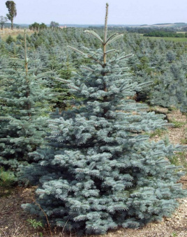 Ель колючая Глаука Супер Блю, Picea pungens, в горшке, 80-100 см