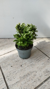 Селагинелла 12/25см