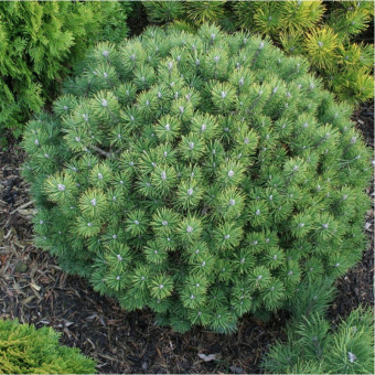 Сосна горная Мопс, Pinus mugo Mops, в горшке 5л, 30-40 см